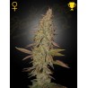 ARJAN'S ULTRA HAZE I · Green House Seeds · semi di canapa · Fem