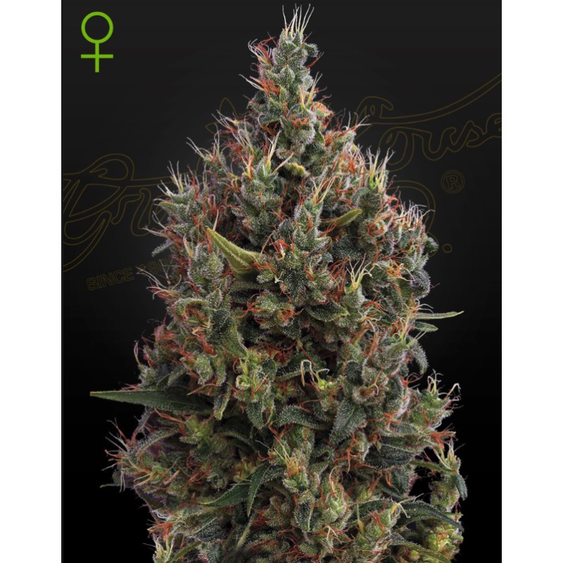 Auto Big Bang – Sementes Autoflorescentes Green House Seeds