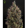AUTO BIG BANG · Green House Seeds · cannabis seeds · Auto Fem
