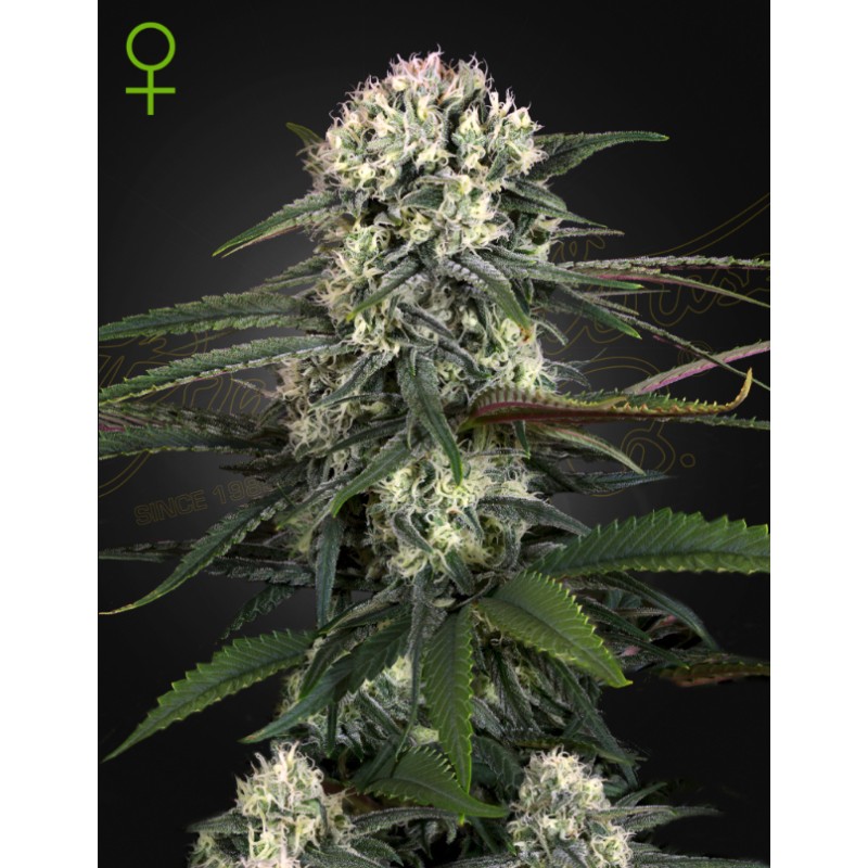 AUTO BOMB · Green House Seeds · semillas de marihuana · Auto Fem