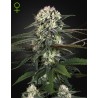 AUTO BOMB · Green House Seeds · cannabis seeds · Auto Fem