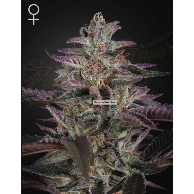 BANANA KRUMBLE · Green House Seeds · sementes de maconha · Fem