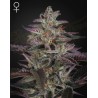 BANANA KRUMBLE · Green House Seeds · sementes de maconha · Fem