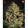 BIG BANG · Green House Seeds · graines de cannabis · Fem