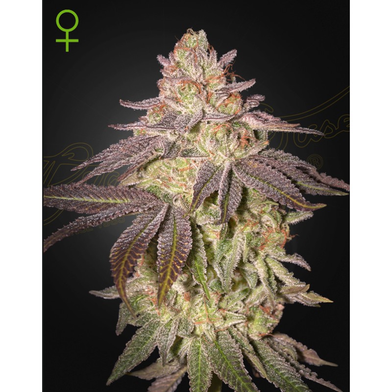 BLACK TOFFEE AUTO · Green House Seeds · kenevir tohum · Disi · AutoFem