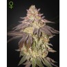 BLACK TOFFEE AUTO · Green House Seeds · graines de cannabis · AutoFem