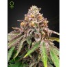 BLUE HAZE X GELATO 41 AUTO · Green House Seeds · semi di canapa · Fem