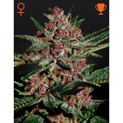 BUBBA KUSH · Green House...