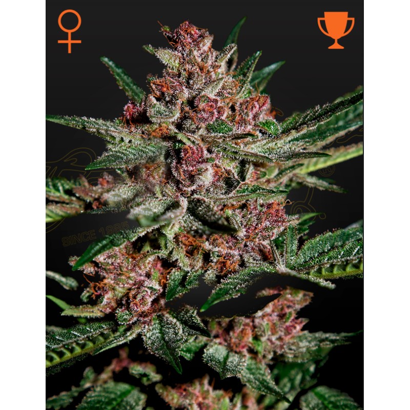 BUBBA KUSH · Green House Seeds · cannabis seeds · Fem