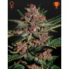 BUBBA KUSH · Green House Seeds · sementes de maconha · Fem