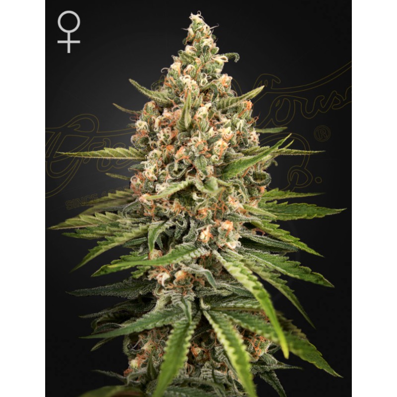 BUBBA SLUSH · Green House Seeds · semillas de marihuana · Fem