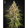 BUBBA SLUSH · Green House Seeds · semillas de marihuana · Fem