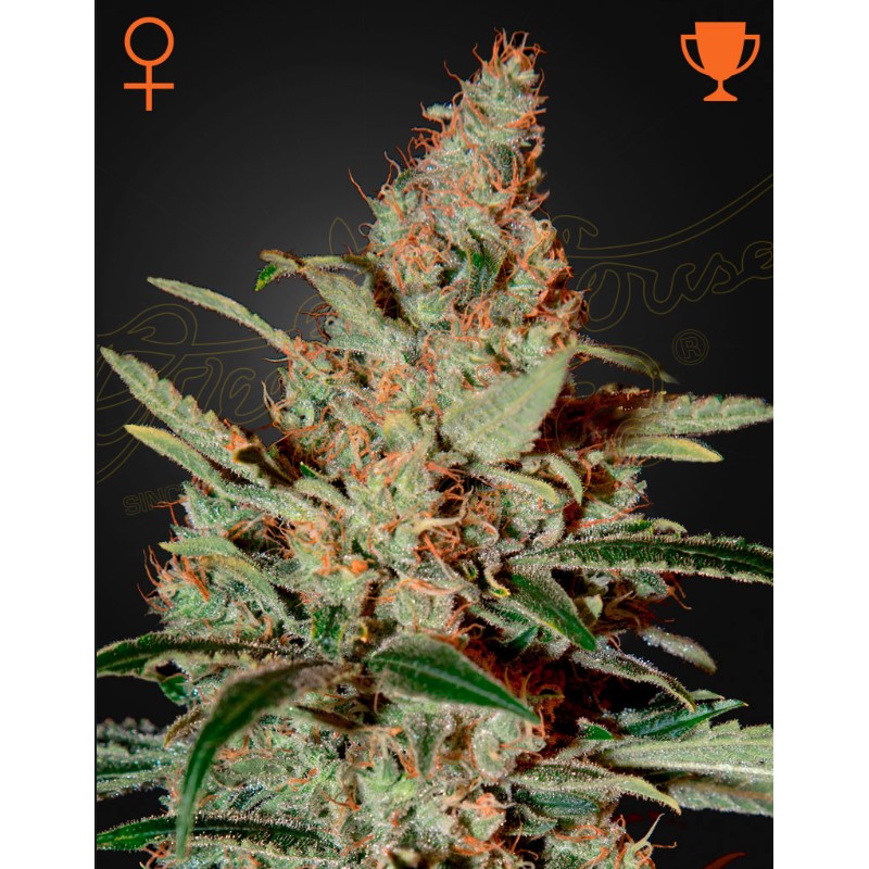 CHEMDOG · Green House Seeds · graines de cannabis · Fem