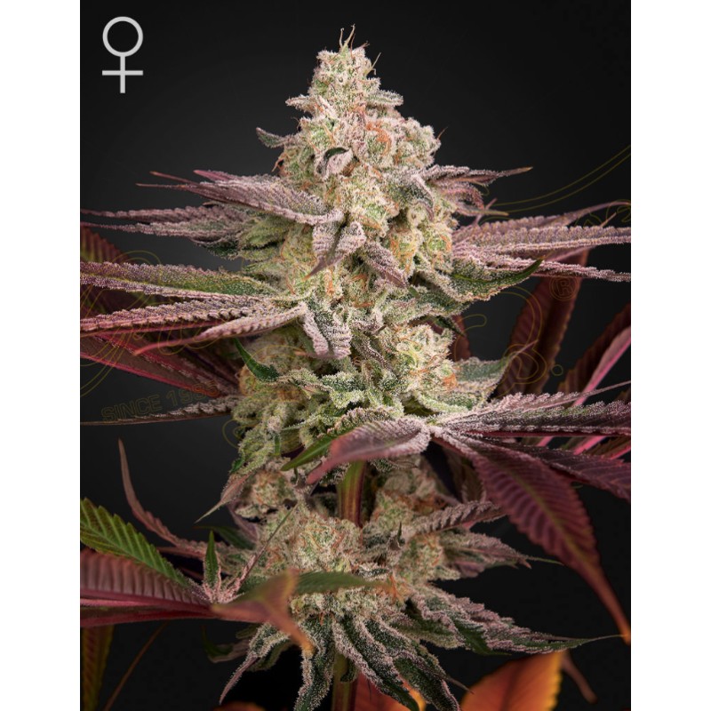 CHEMICAL BRIDE · Green House Seeds · graines de cannabis · Fem