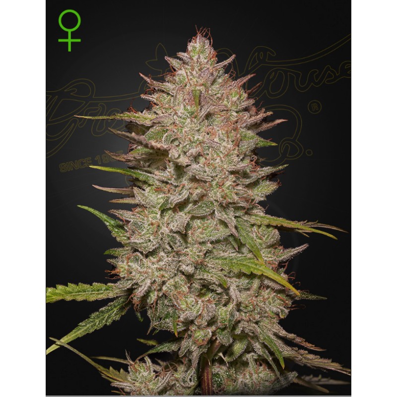 CHEMICAL CANDY AUTO · Green House Seeds · graines de cannabis · AutoFem