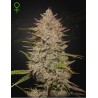 CHEMICAL CANDY AUTO · Green House Seeds · graines de cannabis · AutoFem