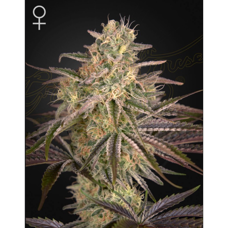 CLOUD WALKER · Green House Seeds · sementes de maconha · Fem