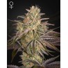 CLOUD WALKER · Green House Seeds · graines de cannabis · Fem