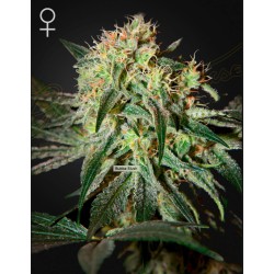 DAMN SOUR · Green House...