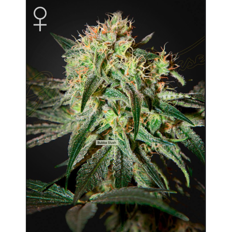 DAMN SOUR · Green House Seeds · cannabis seeds · Fem