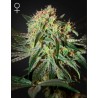 DAMN SOUR · Green House Seeds · graines de cannabis · Fem
