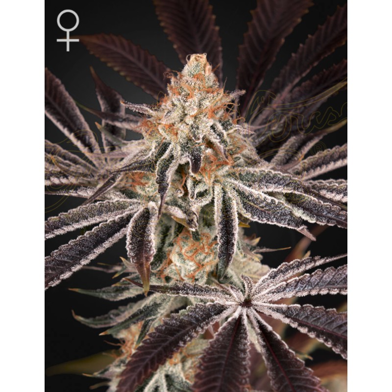 DARK PHOENIX · Green House Seeds · semillas de marihuana · Fem