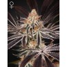 DARK PHOENIX · Green House Seeds · kaufen cannabis samen · Fem