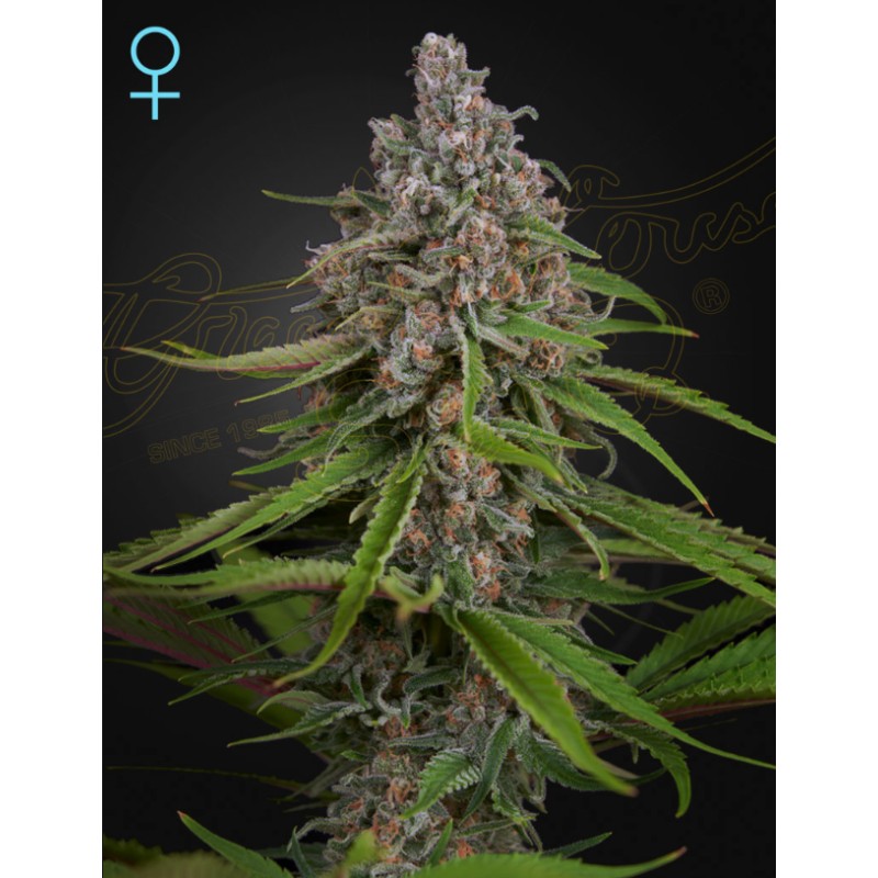 DEEP CANDY · Green House Seeds · semi di canapa · Fem