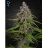 DEEP CANDY · Green House Seeds · sementes de maconha · Fem