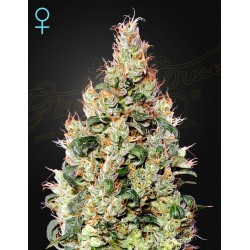 EXODUS CHEESE AUTO CBD ·...