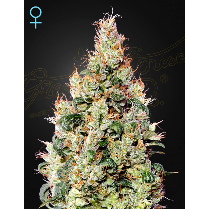 EXODUS CHEESE AUTO CBD · Green House Seeds · sementes de maconha · Auto Fem