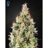 EXODUS CHEESE AUTO CBD · Green House Seeds · semillas de marihuana · Auto Fem