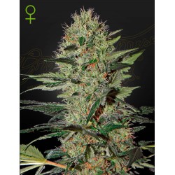 EXODUS CHEESE AUTO · Green...