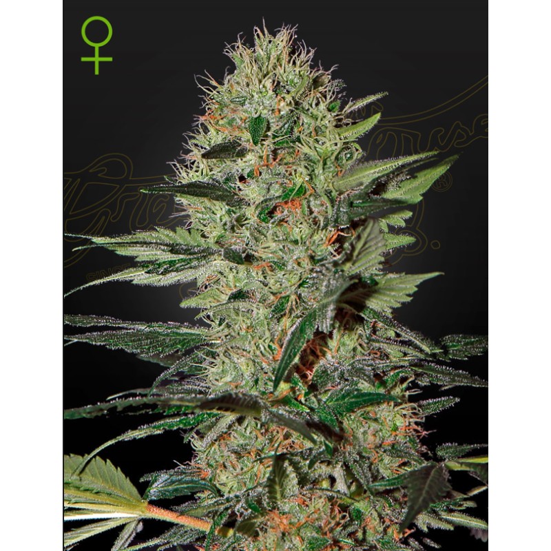 EXODUS CHEESE AUTO · Green House Seeds · semillas de marihuana · Auto Fem