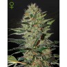 EXODUS CHEESE AUTO · Green House Seeds · cannabis samen · Auto Fem