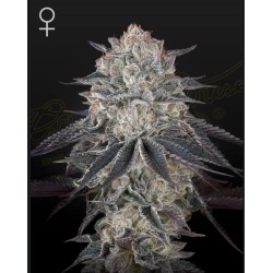 FULLGAS · Green House Seeds...