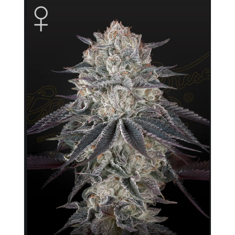 FULLGAS · Green House Seeds · kaufen cannabis samen · Fem