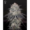 FULLGAS · Green House Seeds · cannabis seeds · Fem