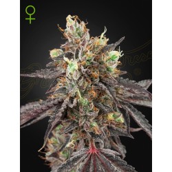 GELATO 41 X GELATO 41 AUTO...
