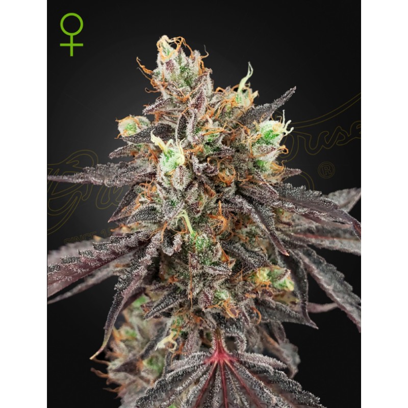 GELATO 41 X GELATO 41 AUTO · Green House Seeds · kenevir tohum · Disi · Auto Fem