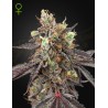 GELATO 41 X GELATO 41 AUTO · Green House Seeds · cannabis seeds · Auto Fem