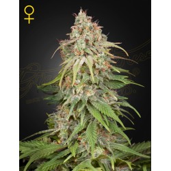 GH AMNESIA · Green House...