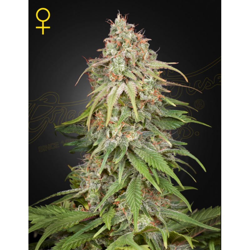GH AMNESIA · Green House Seeds · semi di canapa · Fem