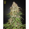 GH AMNESIA · Green House Seeds · sementes de maconha · Fem