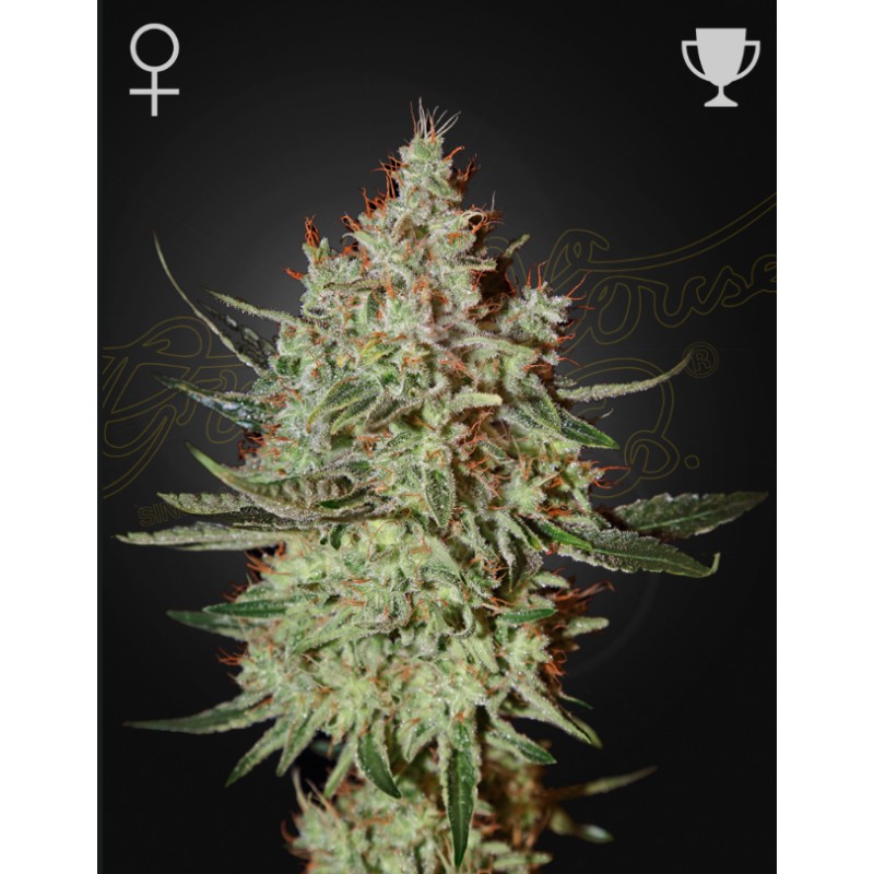 GH CHEESE · Green House Seeds · kenevir tohum · Disi · Fem