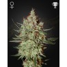 GH CHEESE · Green House Seeds · semi di canapa · Fem