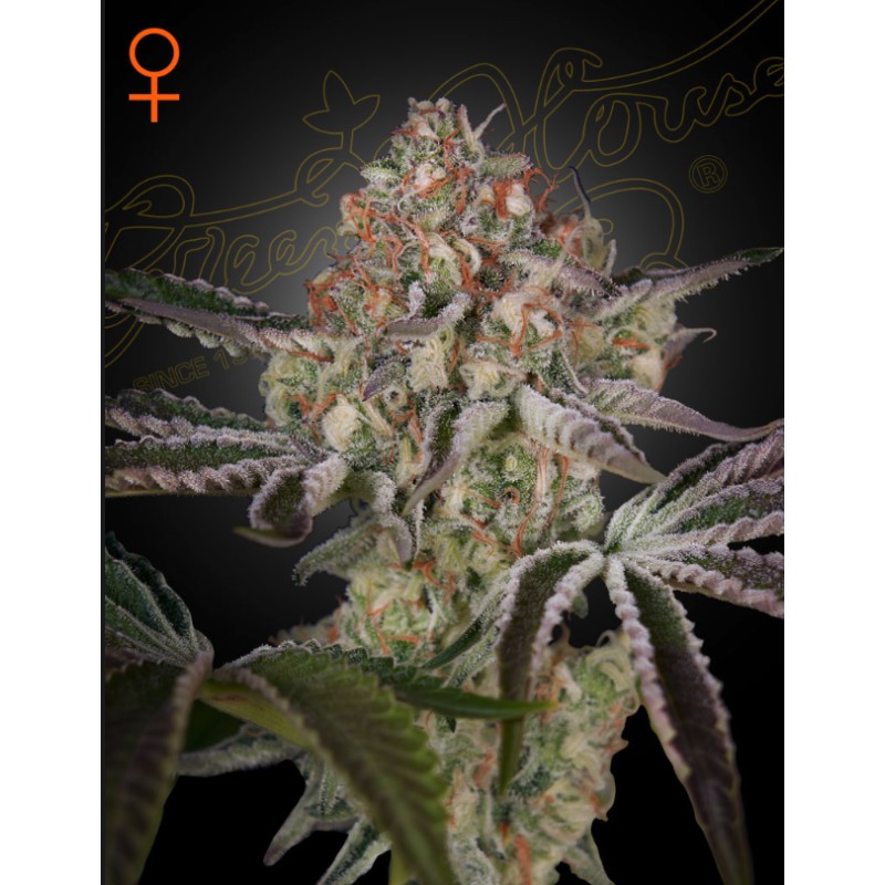 GREAT WHITE SHARK · Green House Seeds · Green House Seeds · semi di canapa · Fem