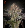 GREAT WHITE SHARK · Green House Seeds · cannabis seeds · Fem