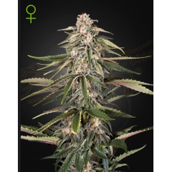 GREEN-O-MATIC · Green House...