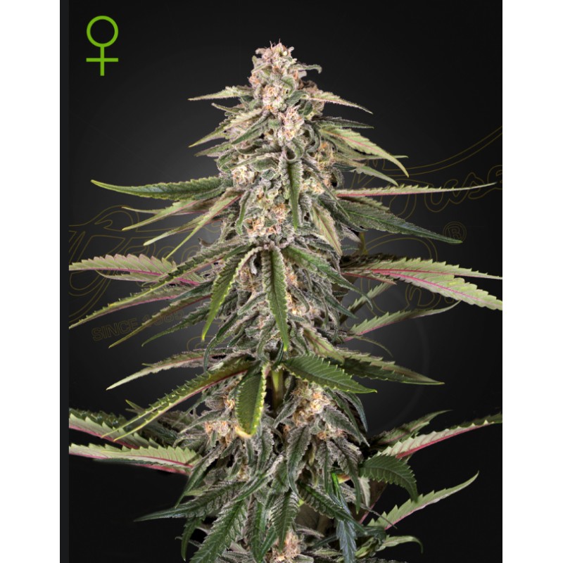 GREEN-O-MATIC · Green House Seeds · kenevir tohum · Disi · Auto Fem